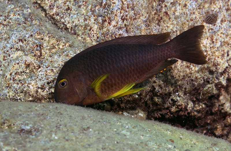 Tropheus sp. 'lukuga' Pasagulu Point